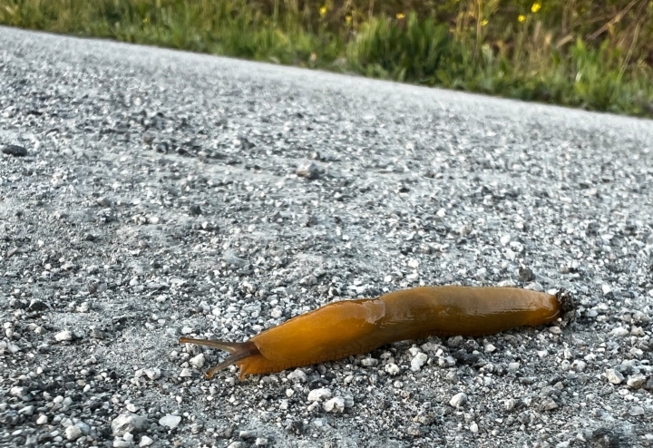 Banana Slug